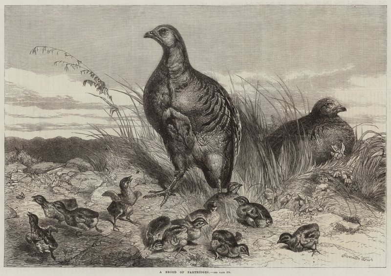Une couvée de perdrix - Harrison William Weir