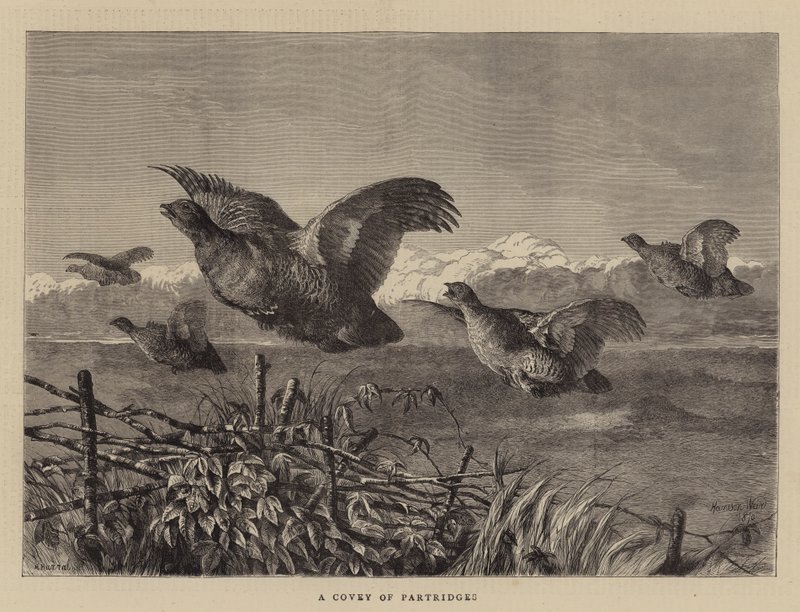Une compagnie de perdrix - Harrison William Weir