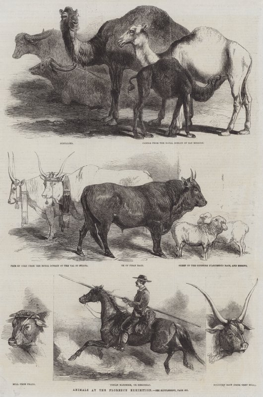 Animaux à l