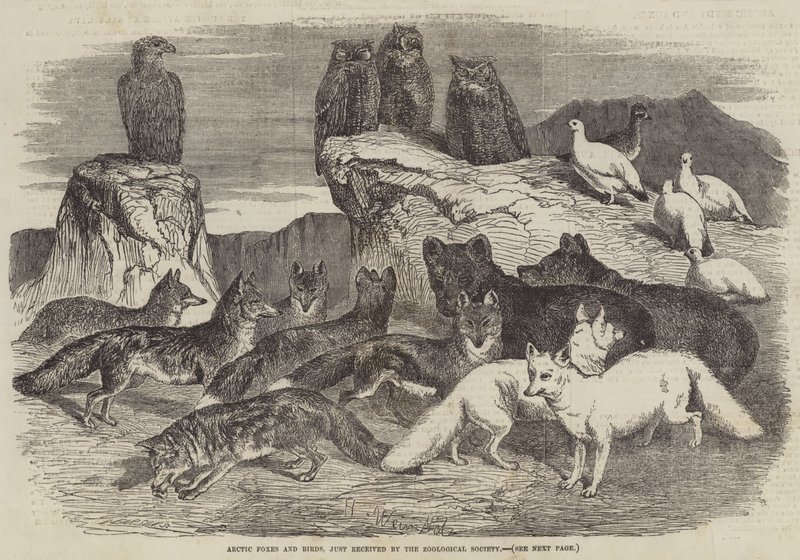 Renards arctiques et oiseaux, juste reçus par la Société zoologique - Harrison William Weir