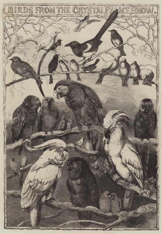 Oiseaux de l