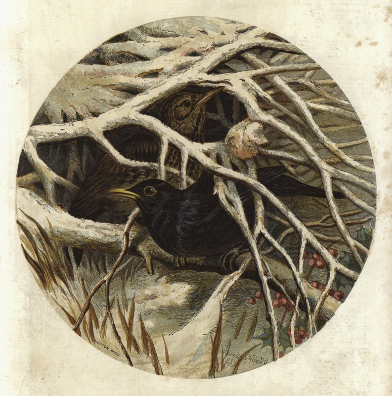 Merle et grive, dans le couvert - Harrison William Weir