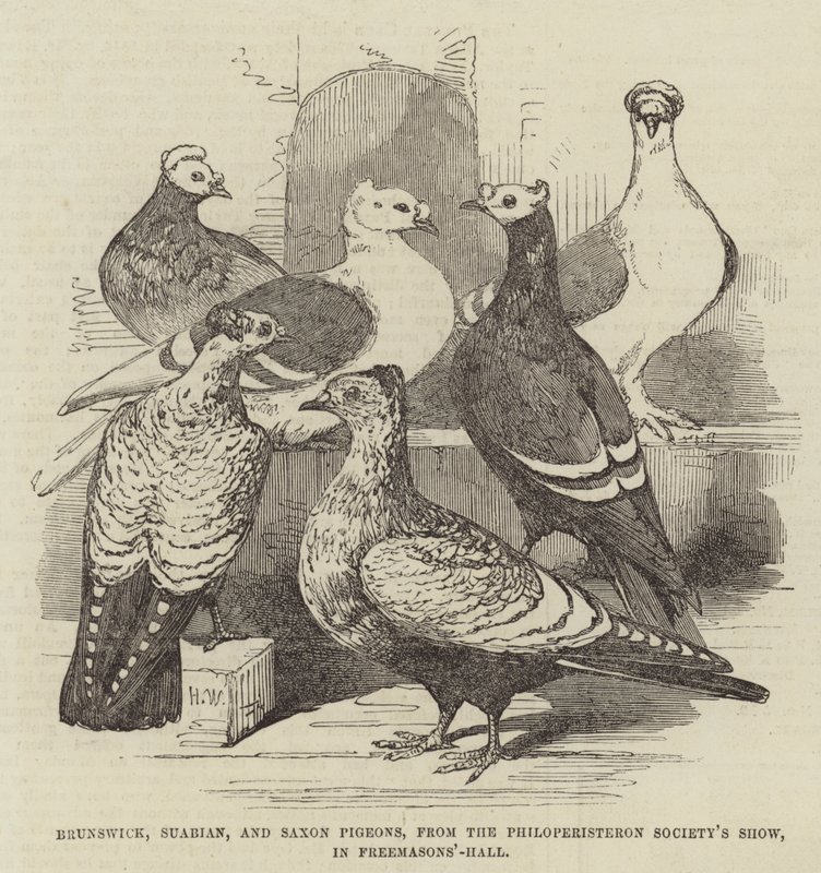 Pigeons de Brunswick, Souabe et Saxe, de l