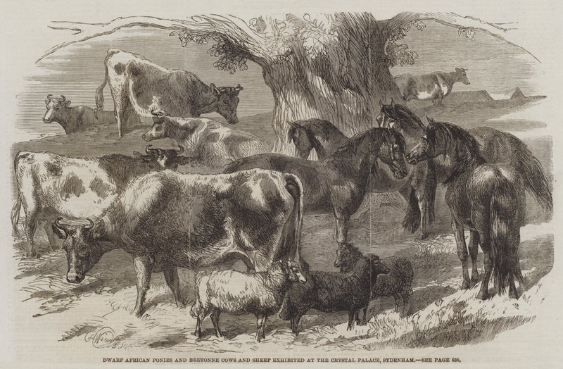 Poneys nains africains et vaches et moutons bretons exposés au Crystal Palace, Sydenham - Harrison William Weir