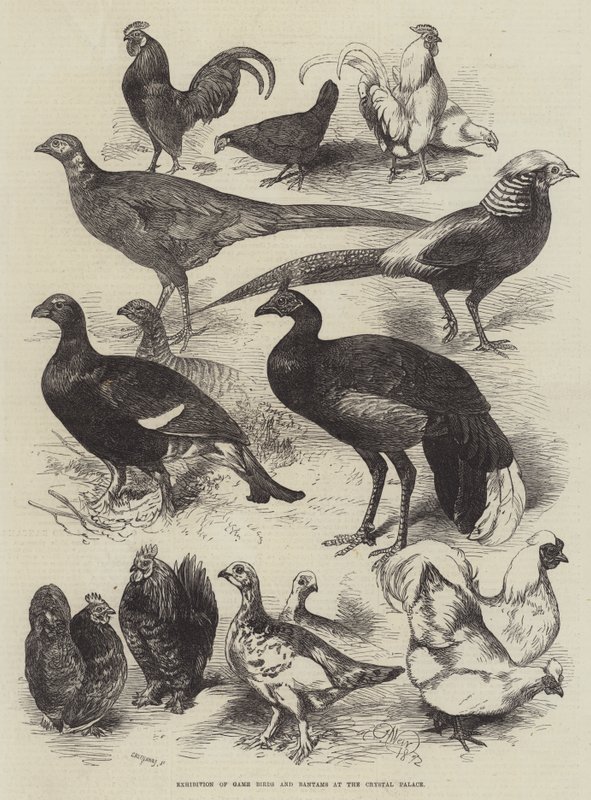 Exposition de gibiers et de bantams au Crystal Palace - Harrison William Weir