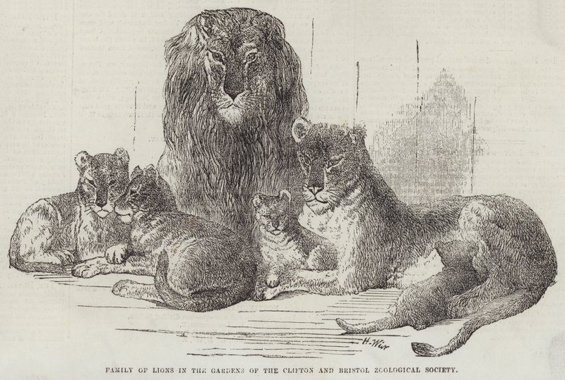 Famille de lions dans les jardins de la Société zoologique de Clifton et Bristol - Harrison William Weir