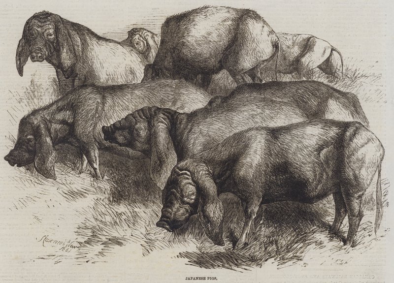 Cochons japonais - Harrison William Weir
