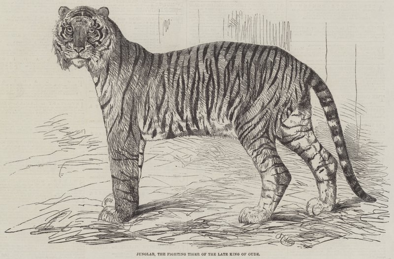 Junglar, le tigre combattant du défunt roi d