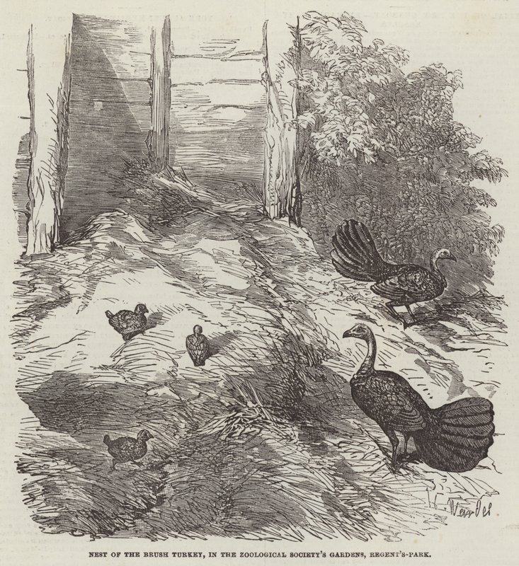 Nid du Dindon brosseur, dans les jardins de la Société zoologique, Regent
