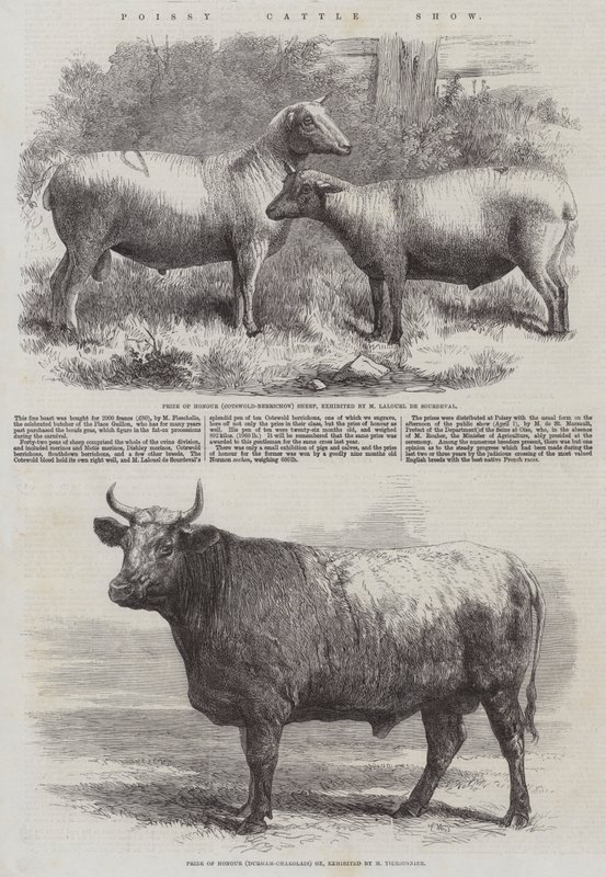 Salon du bétail de Poissy - Harrison William Weir