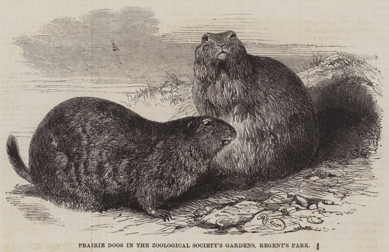 Chiens de prairie dans les jardins de la Société zoologique, Regent