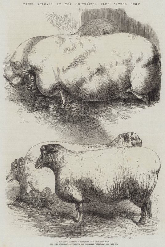Animaux primés à l