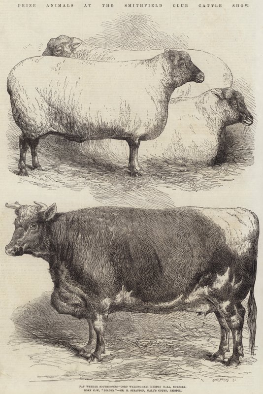 Animaux primés au salon du bétail du Smithfield Club - Harrison William Weir