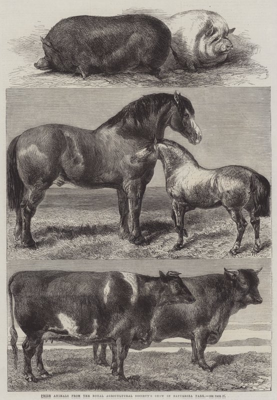 Animaux primés du salon de la Royal Agricultural Society à Battersea Park - Harrison William Weir
