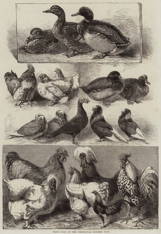 Oiseaux primés à l