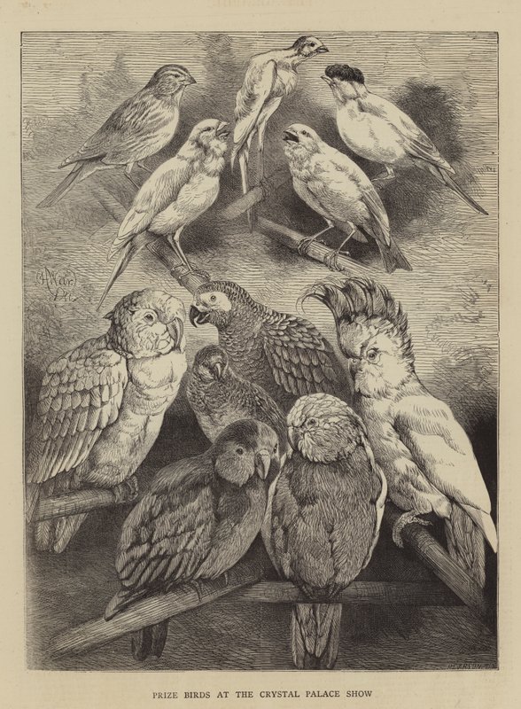 Oiseaux primés à l