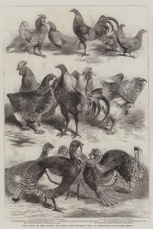 Oiseaux primés à l