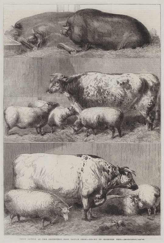 Bétail primé au Salon du Bétail du Club de Smithfield - Harrison William Weir