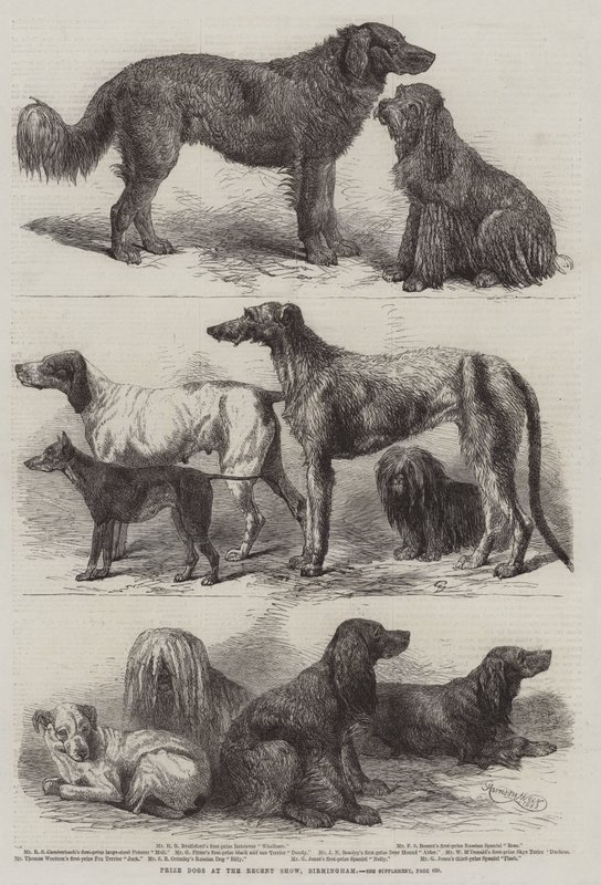 Chiens primés à la récente exposition, Birmingham - Harrison William Weir