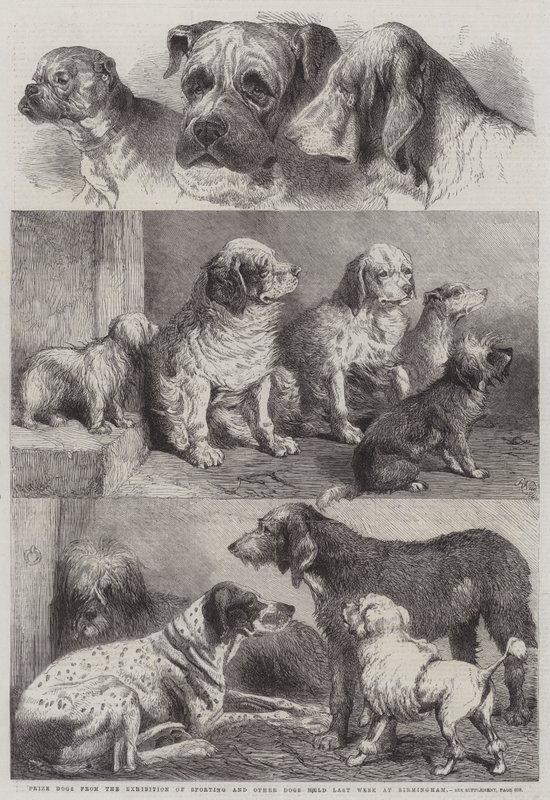 Chiens primés de l