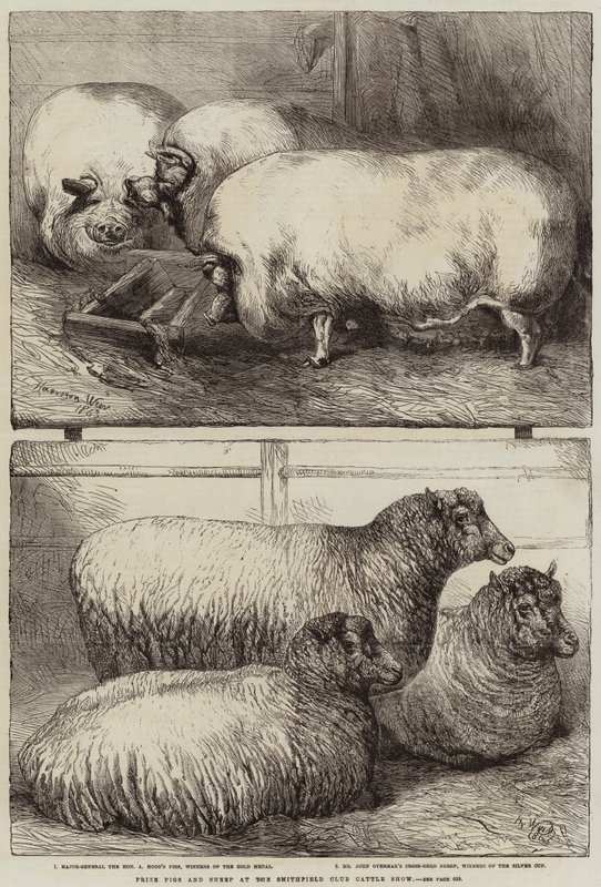 Porcs et moutons primés au salon du bétail du Smithfield Club - Harrison William Weir