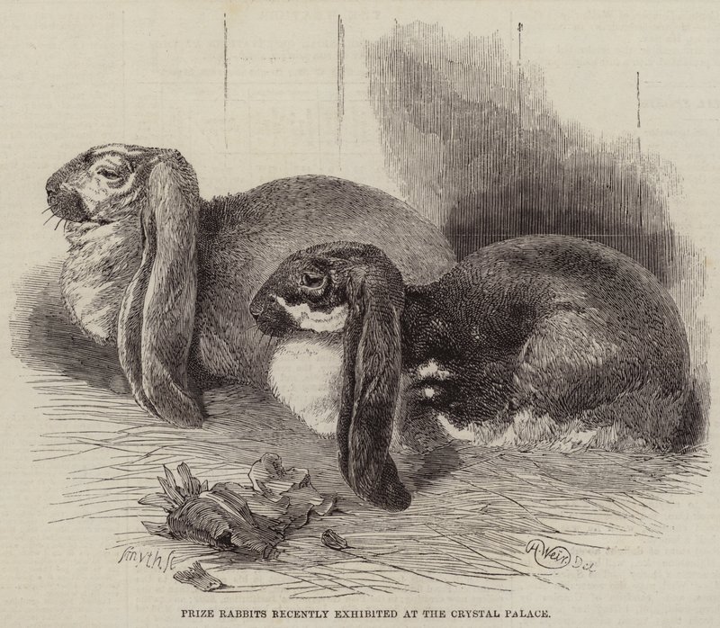 Lapins primés récemment exposés au Crystal Palace - Harrison William Weir