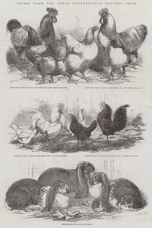 Prix du Grand Salon Métropolitain de la Volaille - Harrison William Weir