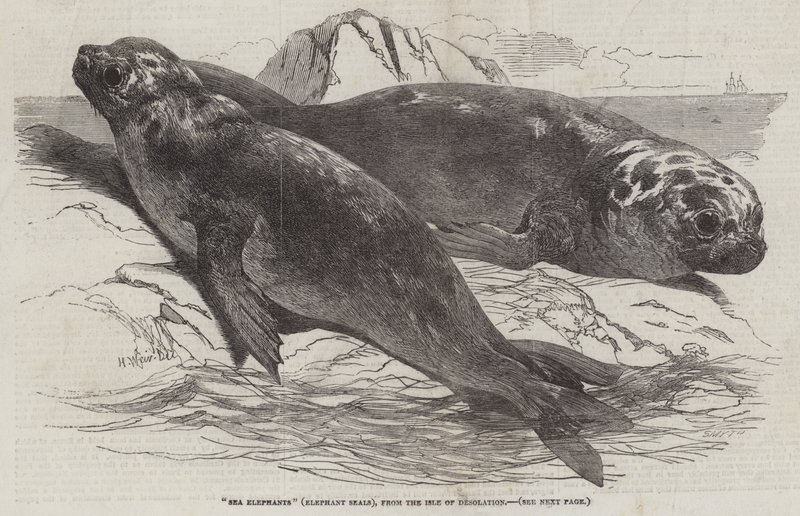 Éléphants de mer, de l