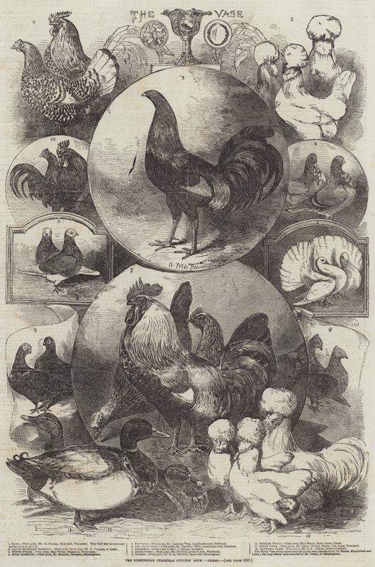 Le Salon de la Volaille de Noël de Birmingham, Prix - Harrison William Weir