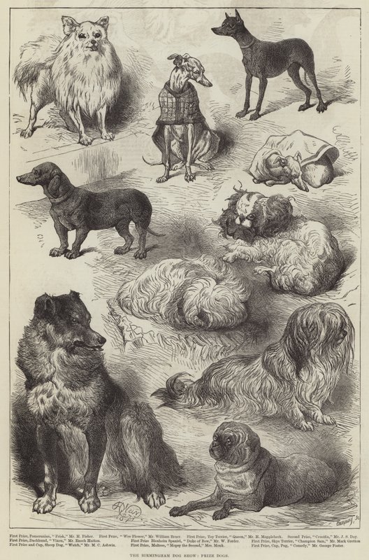 Le concours canin de Birmingham, chiens primés - Harrison William Weir