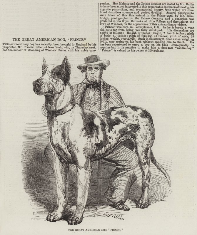 Le Grand Prince Américain des Chiens - Harrison William Weir