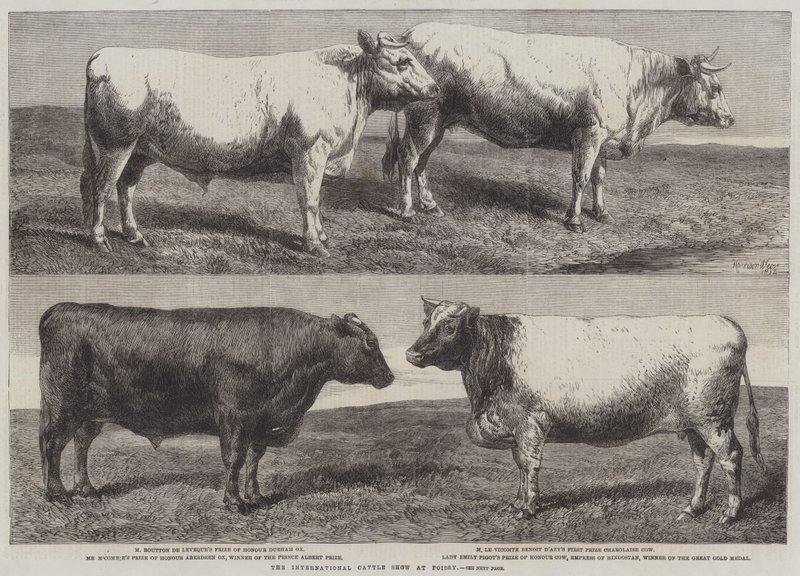 Le Salon international du bétail à Poissy - Harrison William Weir