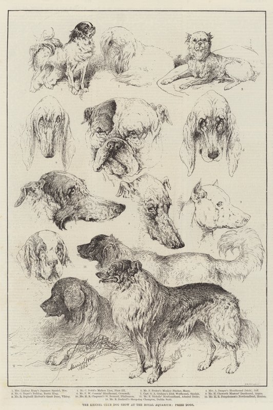 Exposition canine du Kennel Club au Royal Aquarium, Chiens primés - Harrison William Weir