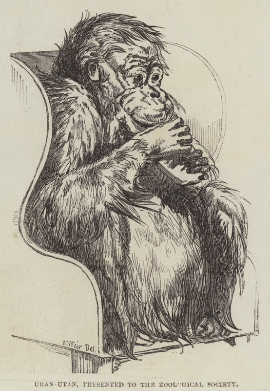 Uran-Utan, présenté à la Société Zoologique - Harrison William Weir