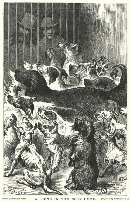 Une scène dans le refuge pour chiens - Harrison William Weir