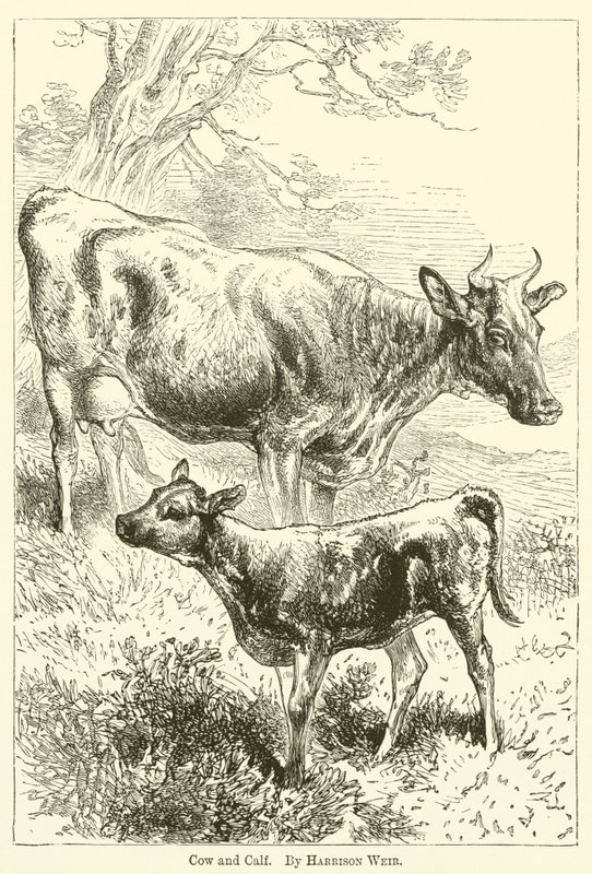 Vache et veau - Harrison William Weir