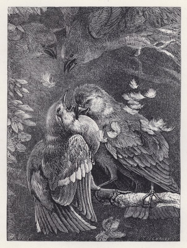 Combat entre un Pinson et un Moineau (gravure) - Harrison William Weir