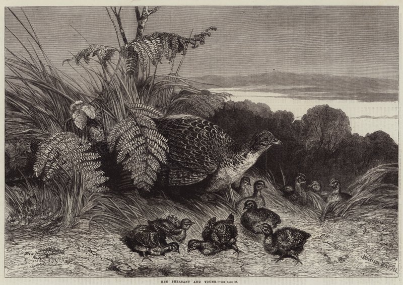 Faisane et ses petits - Harrison William Weir