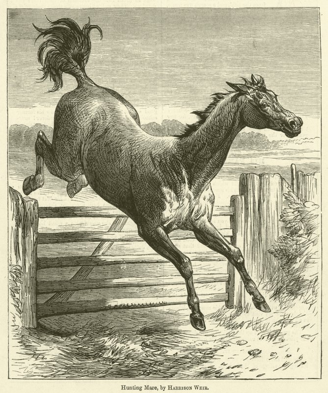 Jument de chasse - Harrison William Weir
