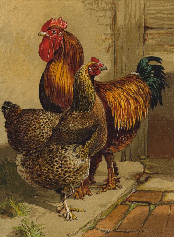 Cochins perdrix - Harrison William Weir