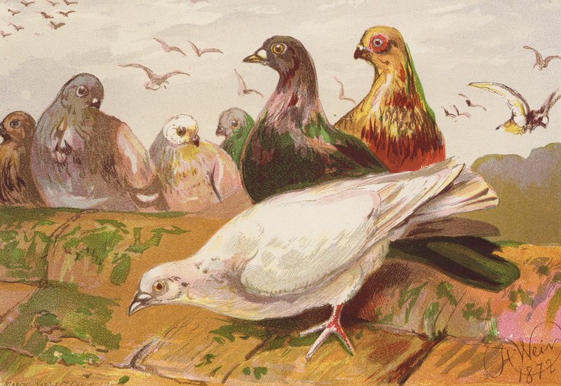 Pigeons - Harrison William Weir