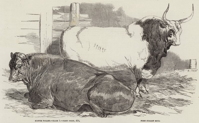 Bétail primé au salon de la Royal Agricultural Society, à Windsor - Harrison William Weir
