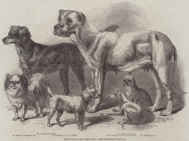 Chiens primés à l