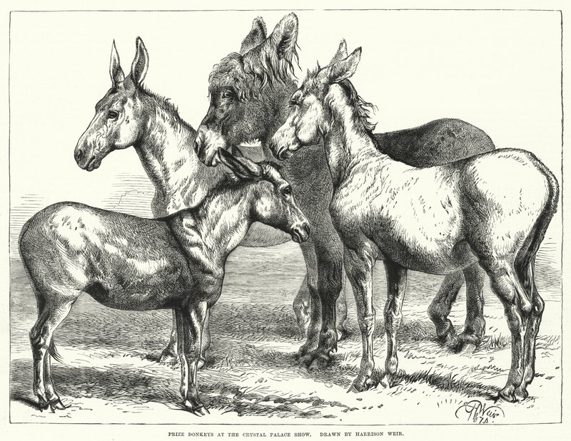 Ânes primés à l