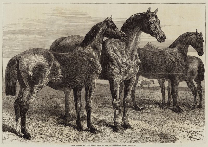 Chevaux primés à l