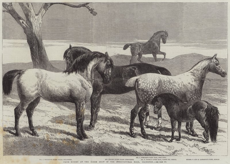 Chevaux primés au salon du cheval dans le hall agricole, Islington - Harrison William Weir