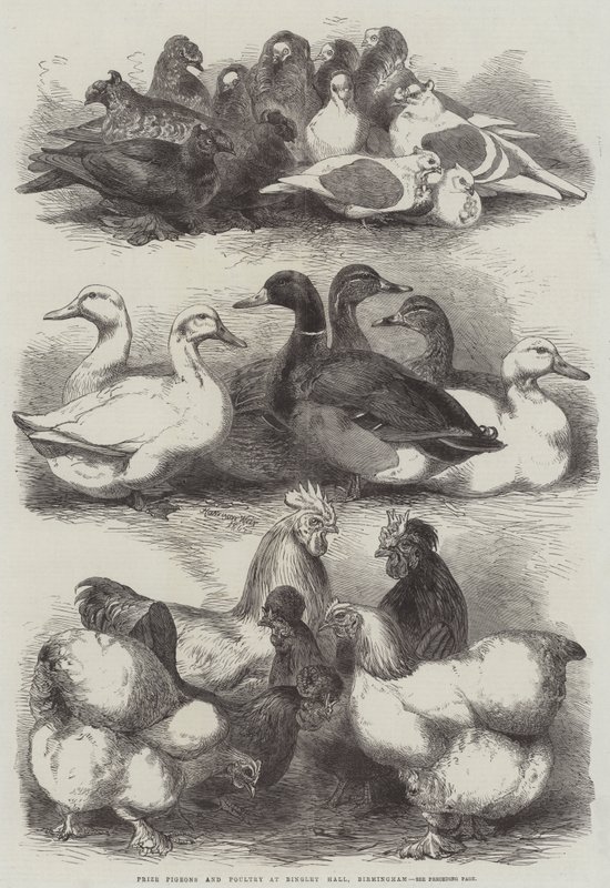 Pigeons et volailles primés à Bingley Hall, Birmingham - Harrison William Weir