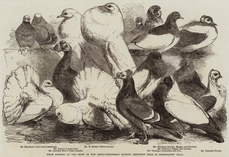 Pigeons primés à l
