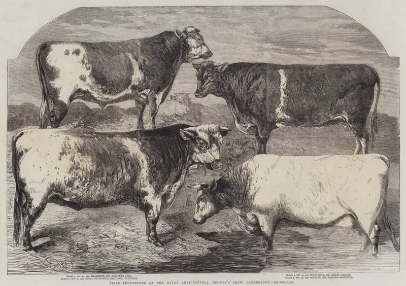Prix des Shorthorns à l