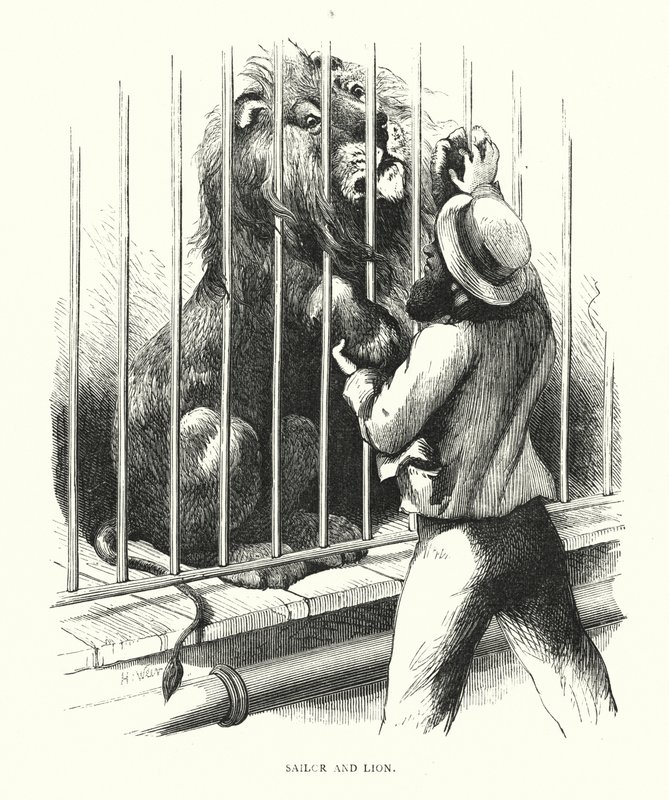 Marin et lion - Harrison William Weir